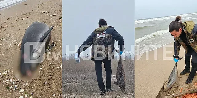 Пълна мистерия! Стотици мъртви птици и делфини край морето ни