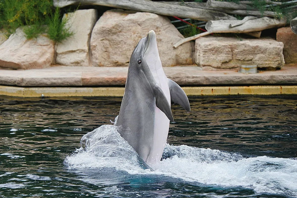 Почти е ясна причината за смъртта на делфините и буревестниците