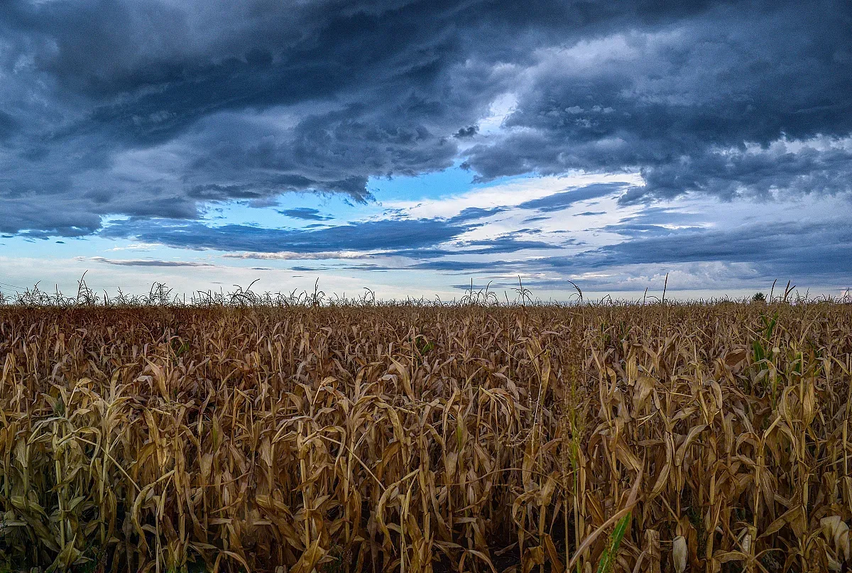 Най-богатата почва на планетата, е у нас
