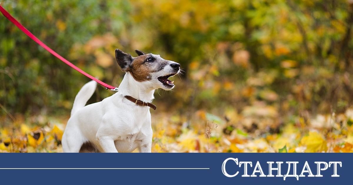 Нашийник, нагръдник или повод: тенденции при аксесоарите за разходка