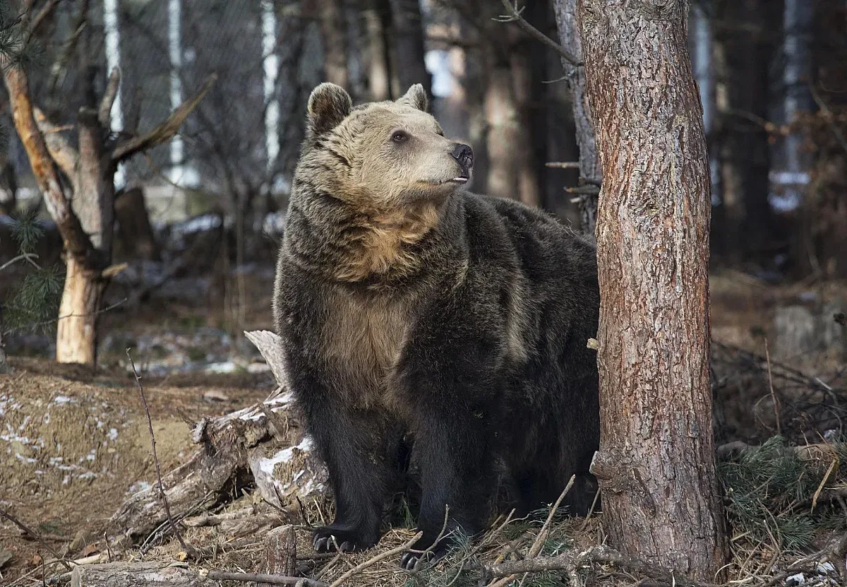 След зимния сън - мечките край Белица чакат посетители