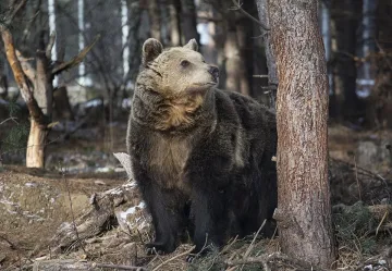 След зимния сън - мечките край Белица чакат посетители