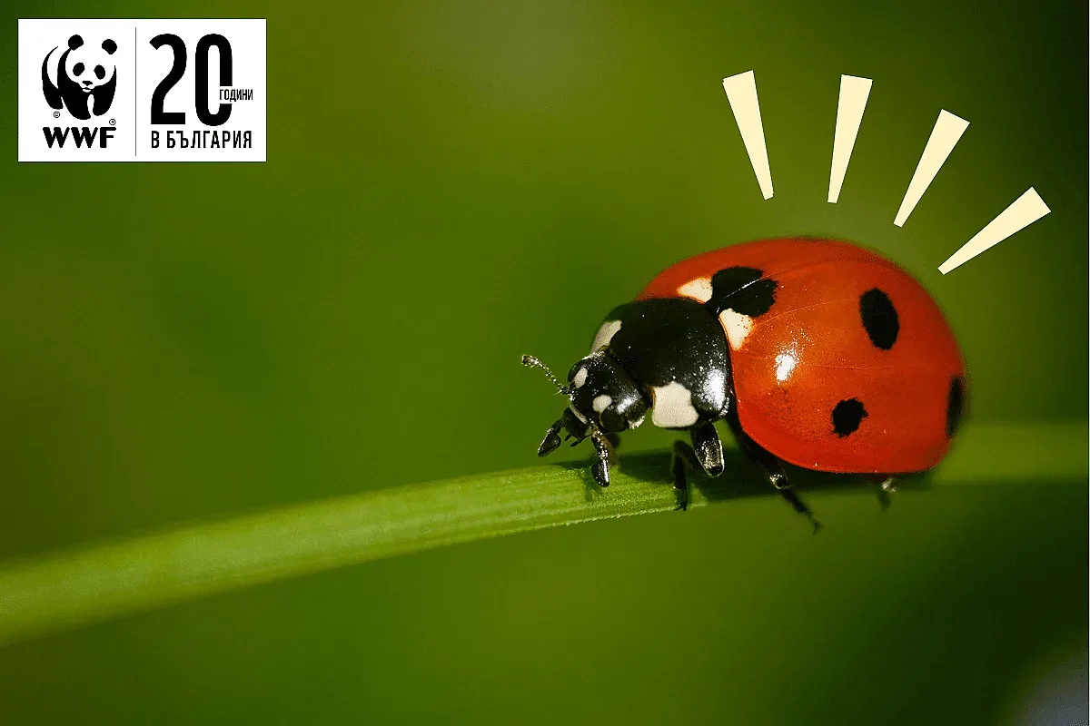 Най-старата калинка в света, е открита у нас