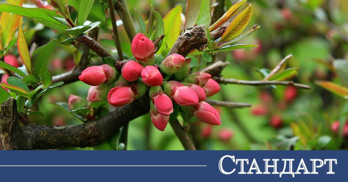 Пролетта се усмихва, но не напълно. Дъждът остава в играта