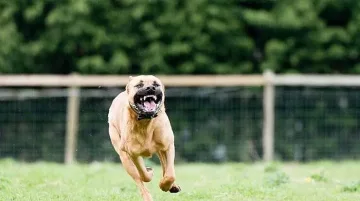 Ужас пред блока! Питбул нападна играещи деца