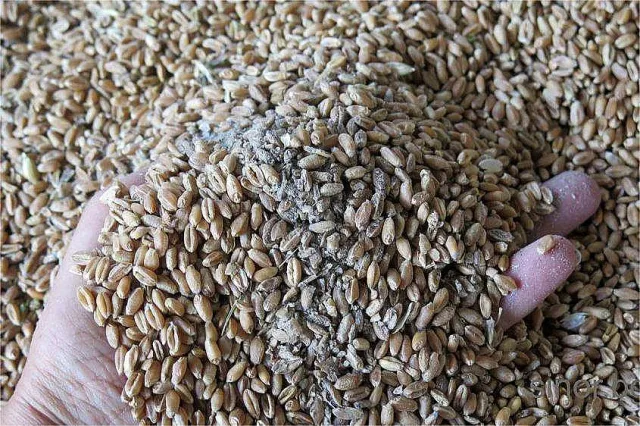 Зърнопроизводители: Върнаха ни 20 г. назад