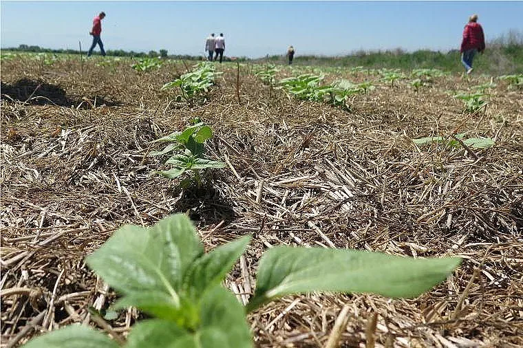 Украйна увеличи двойно износа на олио за Близкия Изток