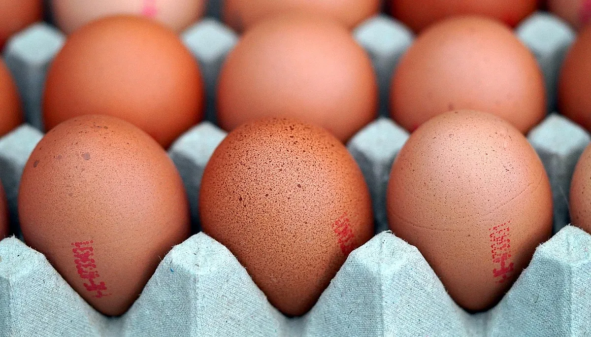 Ненормални цени на агнешкото. Производители бият тревога