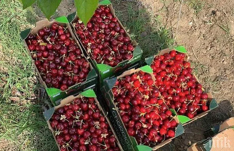 Череши по левче, био по два? Не е майтап