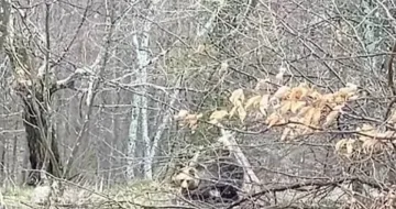 Туристи тръгнаха към хижа "Рай", но имаха неочаквана среща