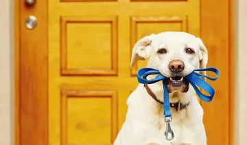 Кога съседът може да ни забрани да имаме куче?