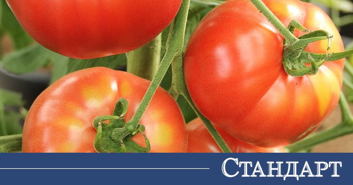 Цената на доматите хвръкна до небето. Кои храни го следват