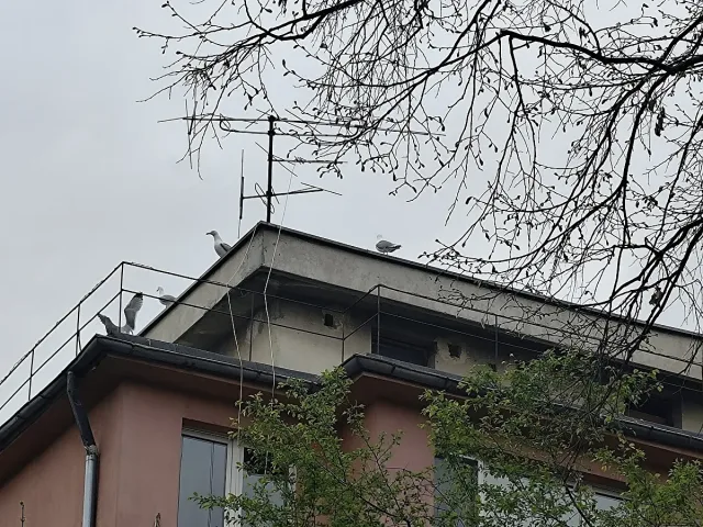 Чайки се паркираха по покривите на "Оборище"