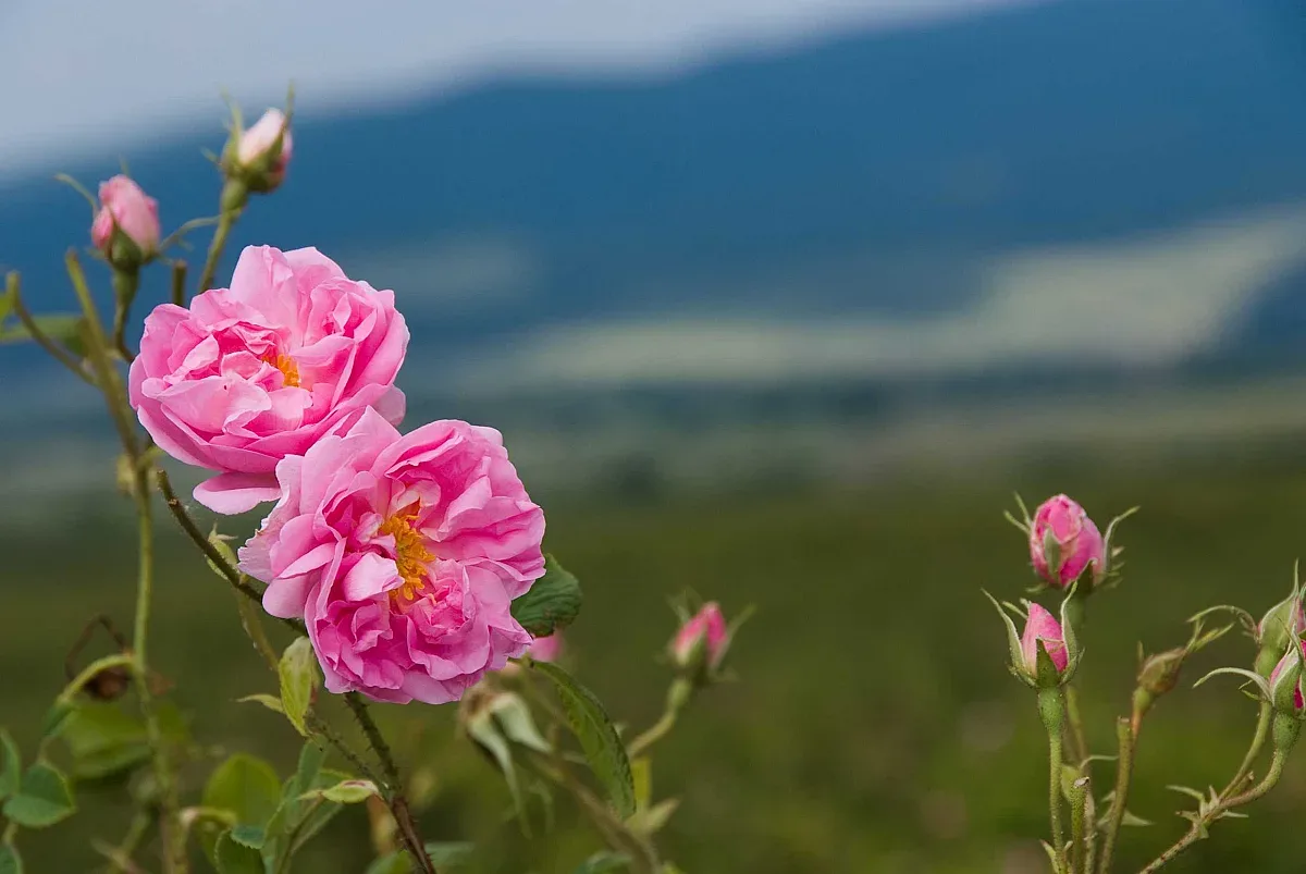 Арт инициативи превръщат Казанлък в сцена на красотата