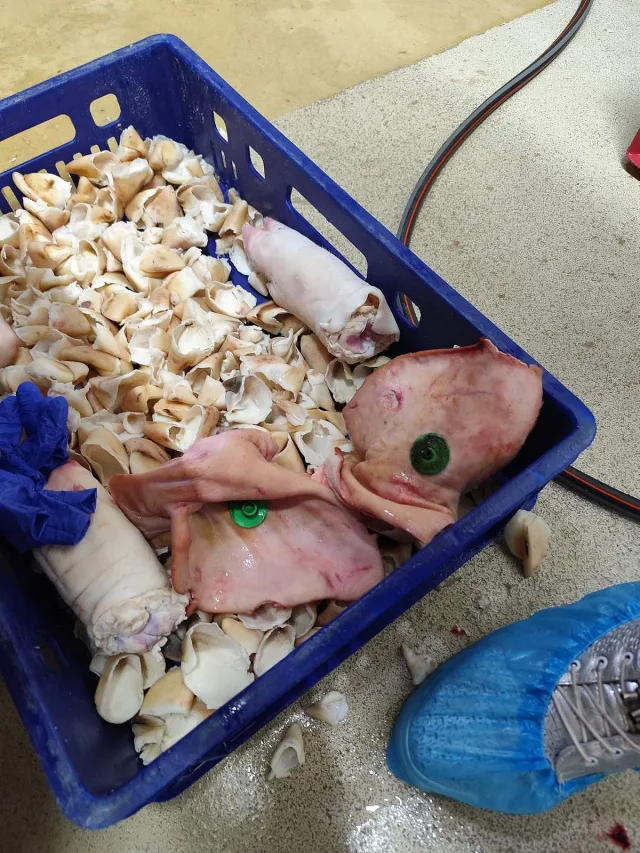 Над 3,5 тона храни в Дулово ще бъдат унищожени