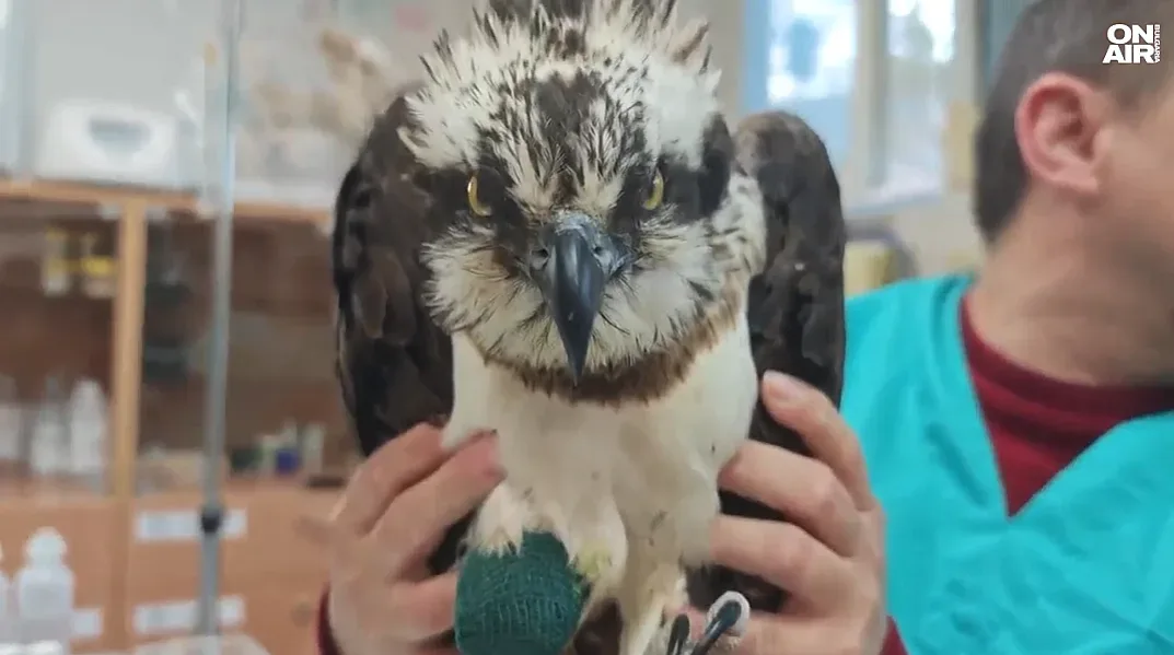 Простреляха орел от рядък вид