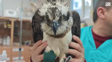 Простреляха орел от рядък вид