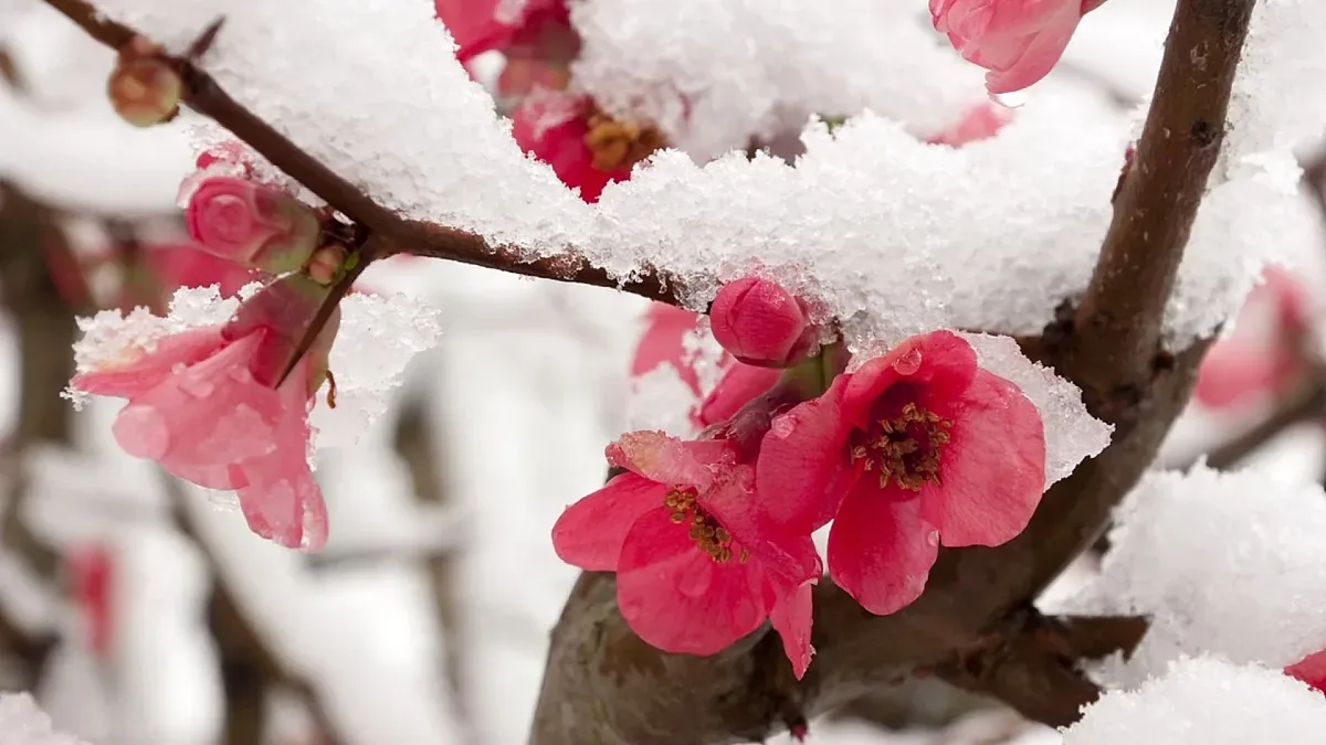 Майски сняг. Симеон Матев стресна с прогноза
