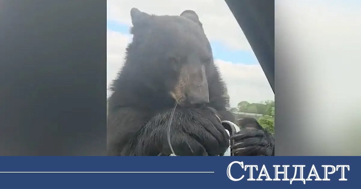 Разярена мечка отскубна странично огледало