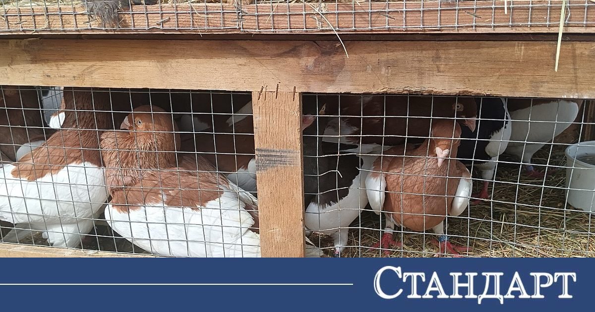Инспектори от БАБХ спряха нелегален внос на 245 декоративни птици
