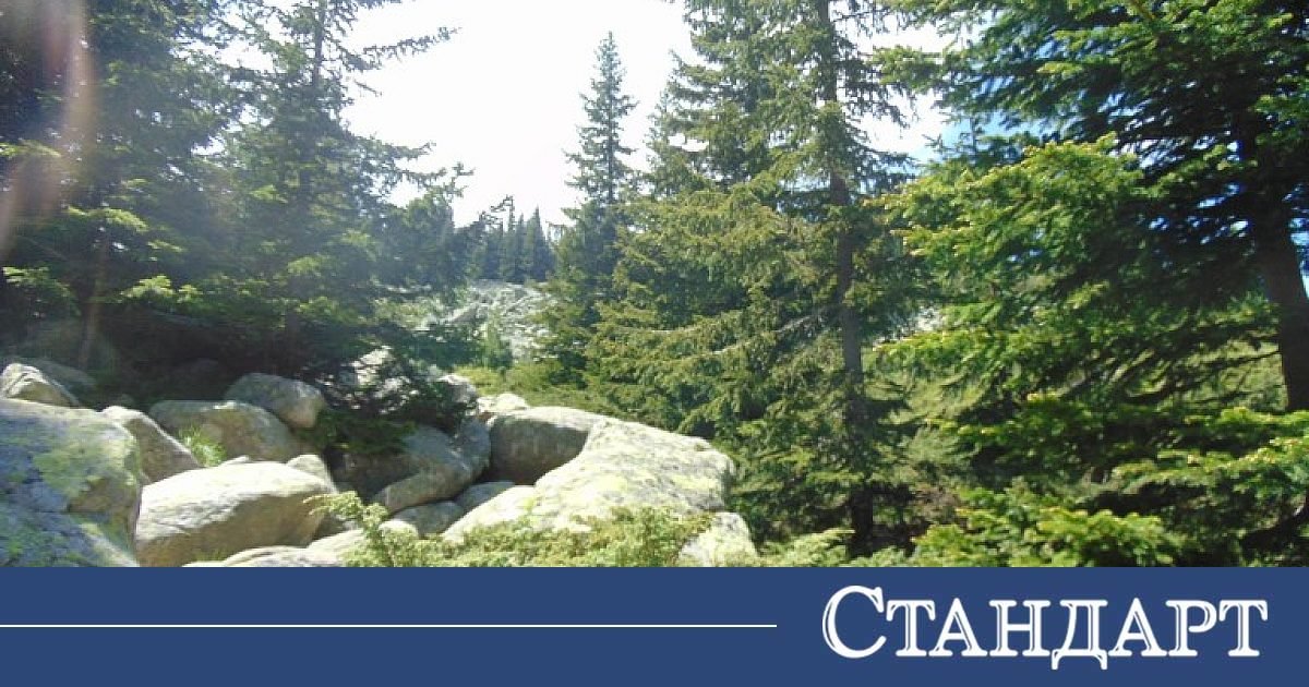 След мечките! Глутници кучета дебнат на Витоша
