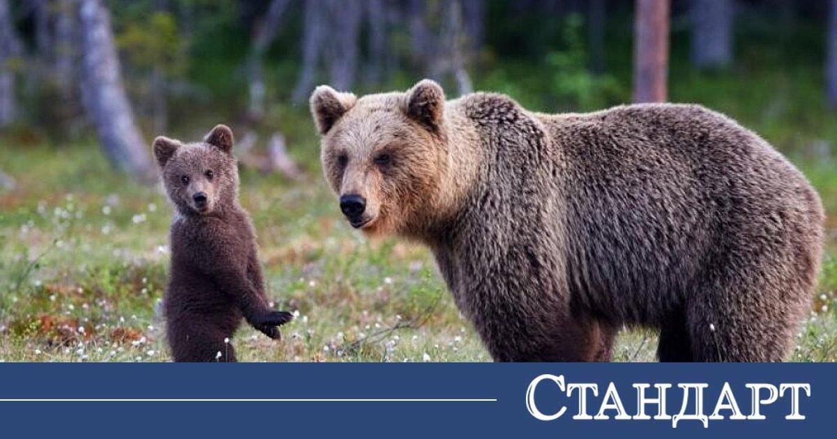 Може да премахнат мечката убиец от Витоша, чакат доказателства