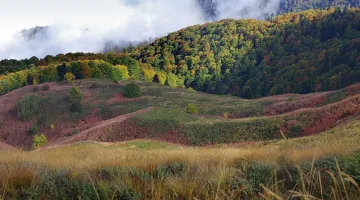 Сеч на шефове в горските стопанства на Югозападна България