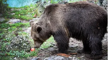 Експерти бият тревога: Мечките слизат при хората