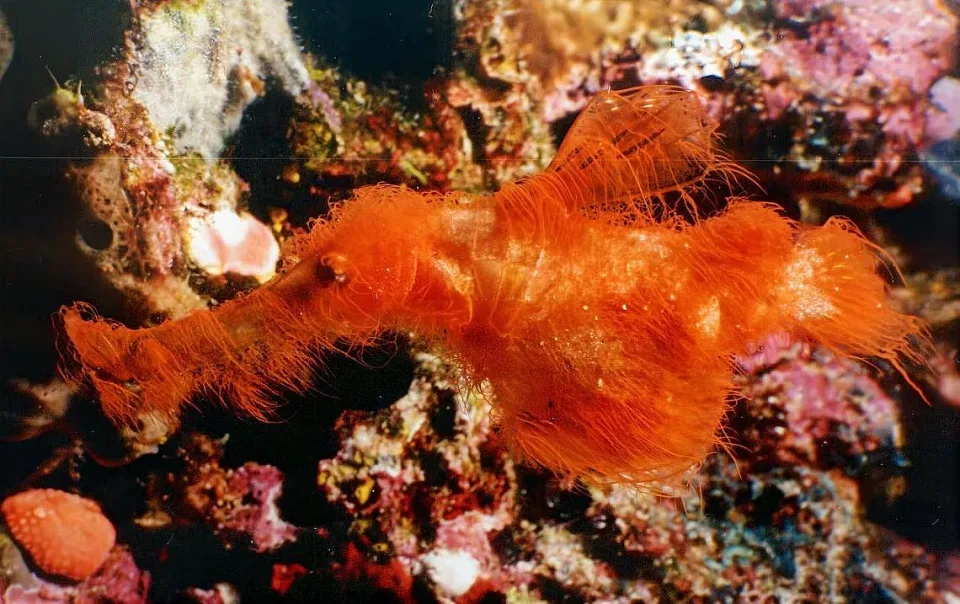 космата риба