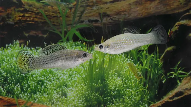 Невероятно, но факт: Риба оцелява и се размножава без мъжки от 100 000 години