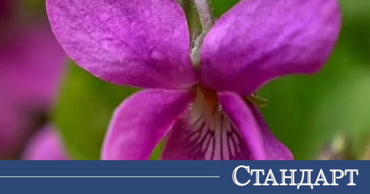Лилавото чудо на природата е мощно оръжие, но фармацевтите мълчат