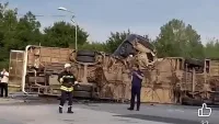 Бащата на Сияна скочи на единия от малоумниците в гонката