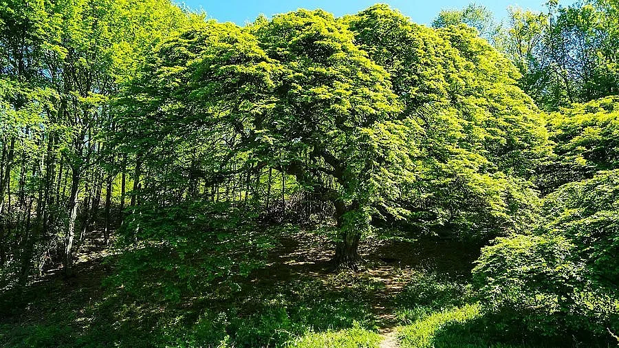 Богатствата на България! Удивително дърво у нас, няма такова на Балканите