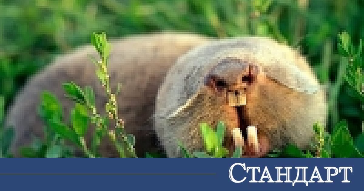 Градинарски неволи: Как да спасите реколтата от сл