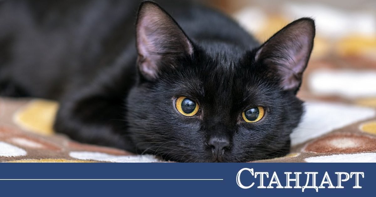 Черната котка и боклукът влизат в поверията за 10 юни