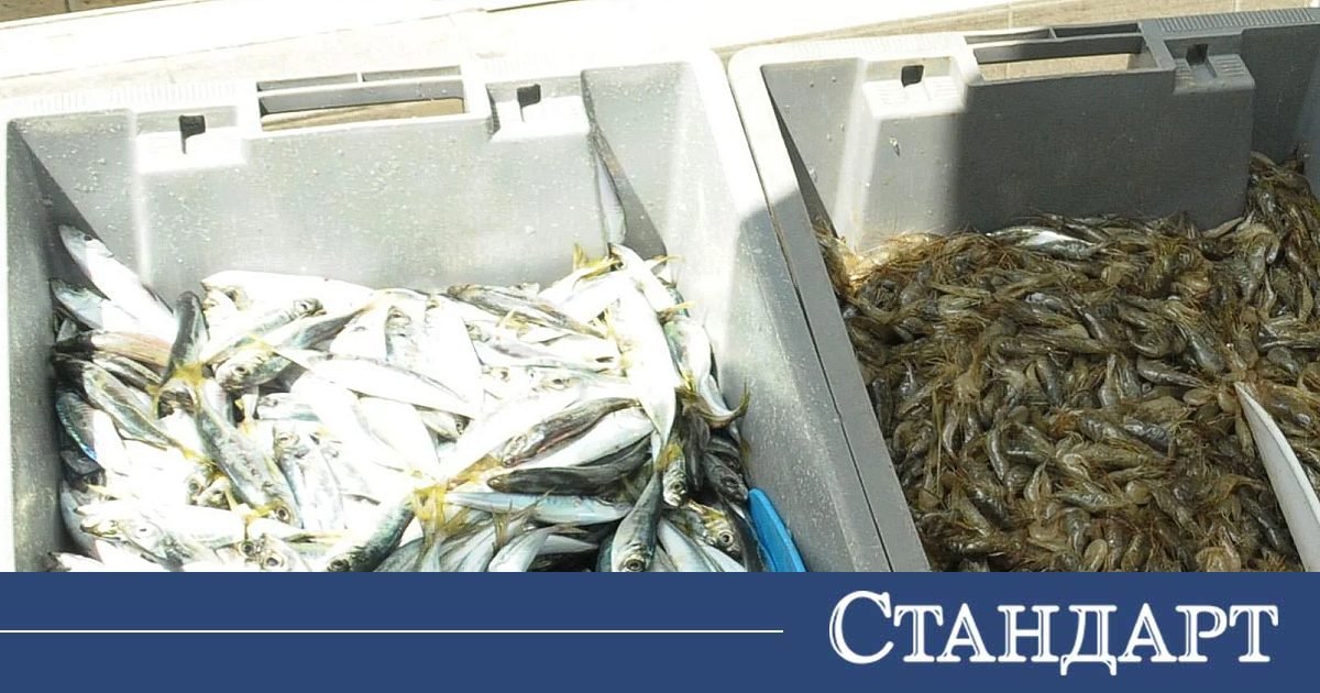 Морето завря от риба. Купуват сафрида на 2 евро, продават го