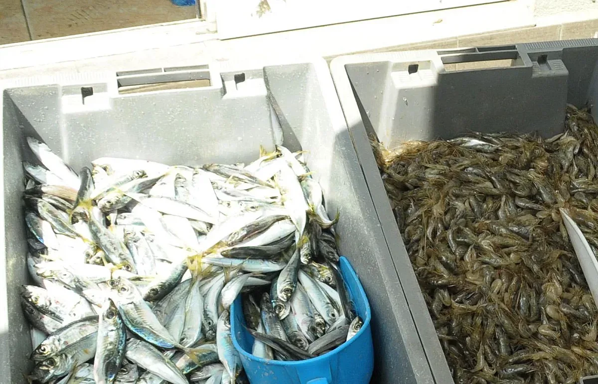 Морето завря от риба. Купуват сафрида на 2 евро, продават го на 18