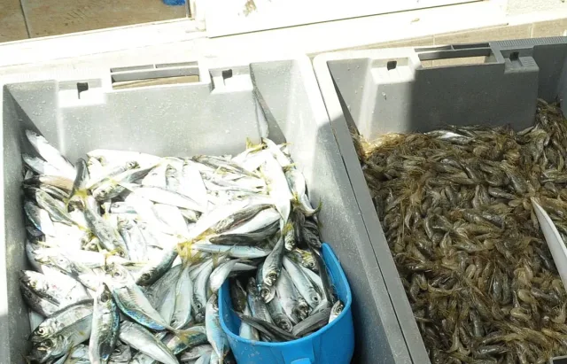 Морето завря от риба. Купуват сафрида на 2 евро, продават го на 18