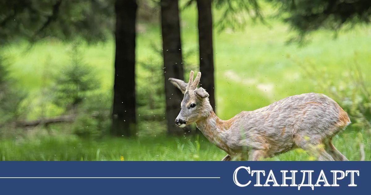 Откриха разчленен труп на сърна в двор