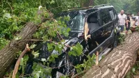Дърво смаза джип край Пловдив минути след като дете било вътре