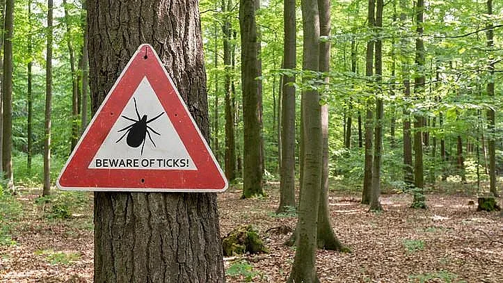 Тревога в сезона на кърлежите: Два случая на опасен енцефалит само за седмица у нас