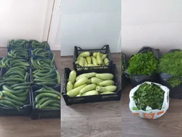 Първата реколта от общинските градини стигна до детските заведения в Казанлък  