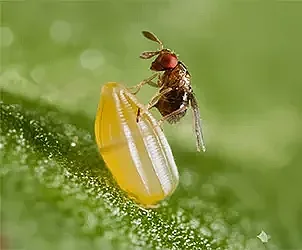 trichogramma-evanescens