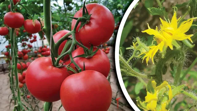 Ето тайната за повече цветове и богата реколта