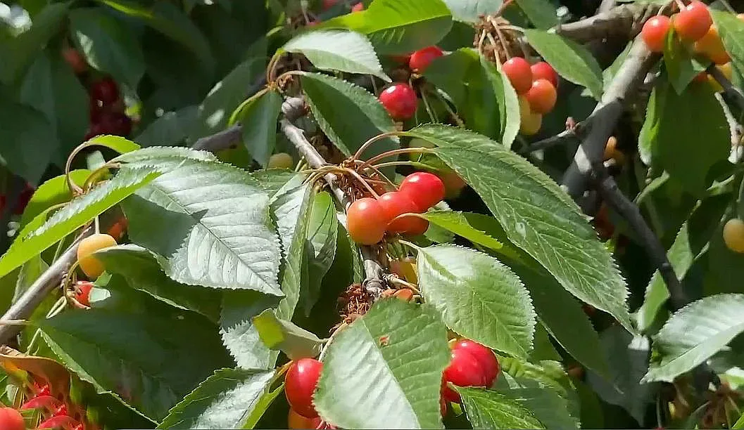 Лоша новина за българските череши