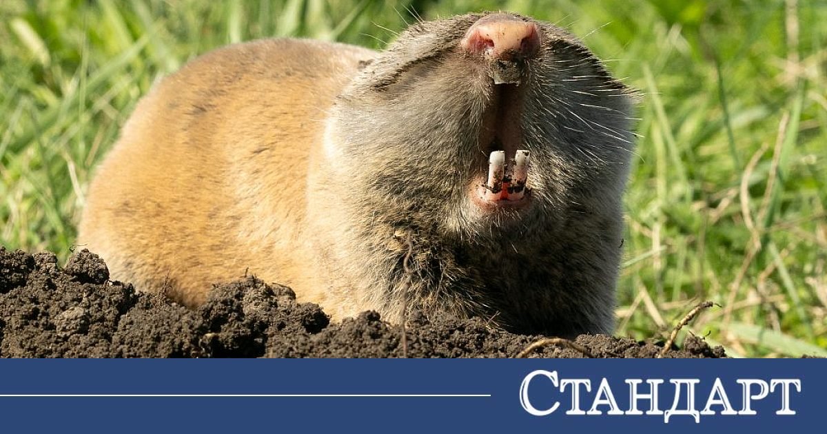 Любопитно как да се отървете от подземния обирджия 2026 sliapo kuce og любопитно всеки градинар познава разочарованието да засади моркови, картофи или луковици на цветя, а накрая да открие само... Iustitia. Bg как да се отървете от подземния обирджия 2026 2026-06-21 22:07:35 юстиция любопитно