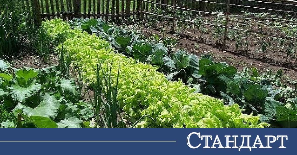 Любопитно градински чалъми за изобилна реколта 2026 gradina og любопитно всеки, който някога е заравял ръце в топлата пролетна пръст, знае, че градинарството не е просто наука, а съкровено... Iustitia. Bg градински чалъми за изобилна реколта 2026 2026-06-22 22:06:30 юстиция любопитно