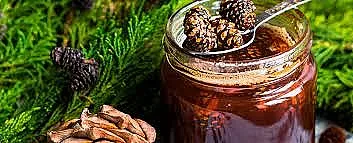 Боровият мед е горското злато на България. Рецептата е фасулска