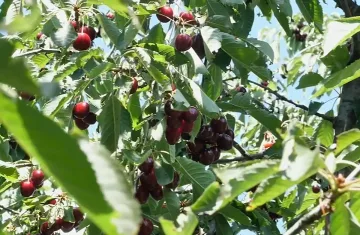 Голям ужас в Кюстендилско! Фермерите вече плачат