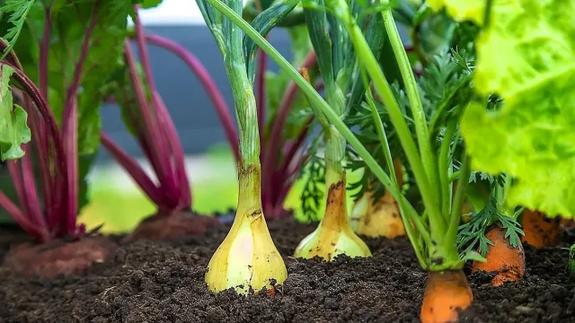 Една чаша на храст - морковите и цвеклото ще бъдат по-сладки от мед